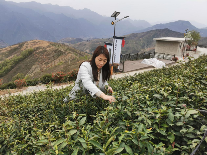 陜西廣電融媒體集團(tuán)農(nóng)林衛(wèi)視助力陜西茶區(qū)“以茶興業(yè)，以茶富民”